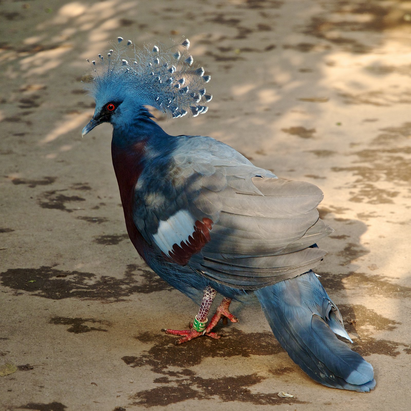 Victoria Crowned Pigeon: The Royal Beauty (image credits: wikimedia)