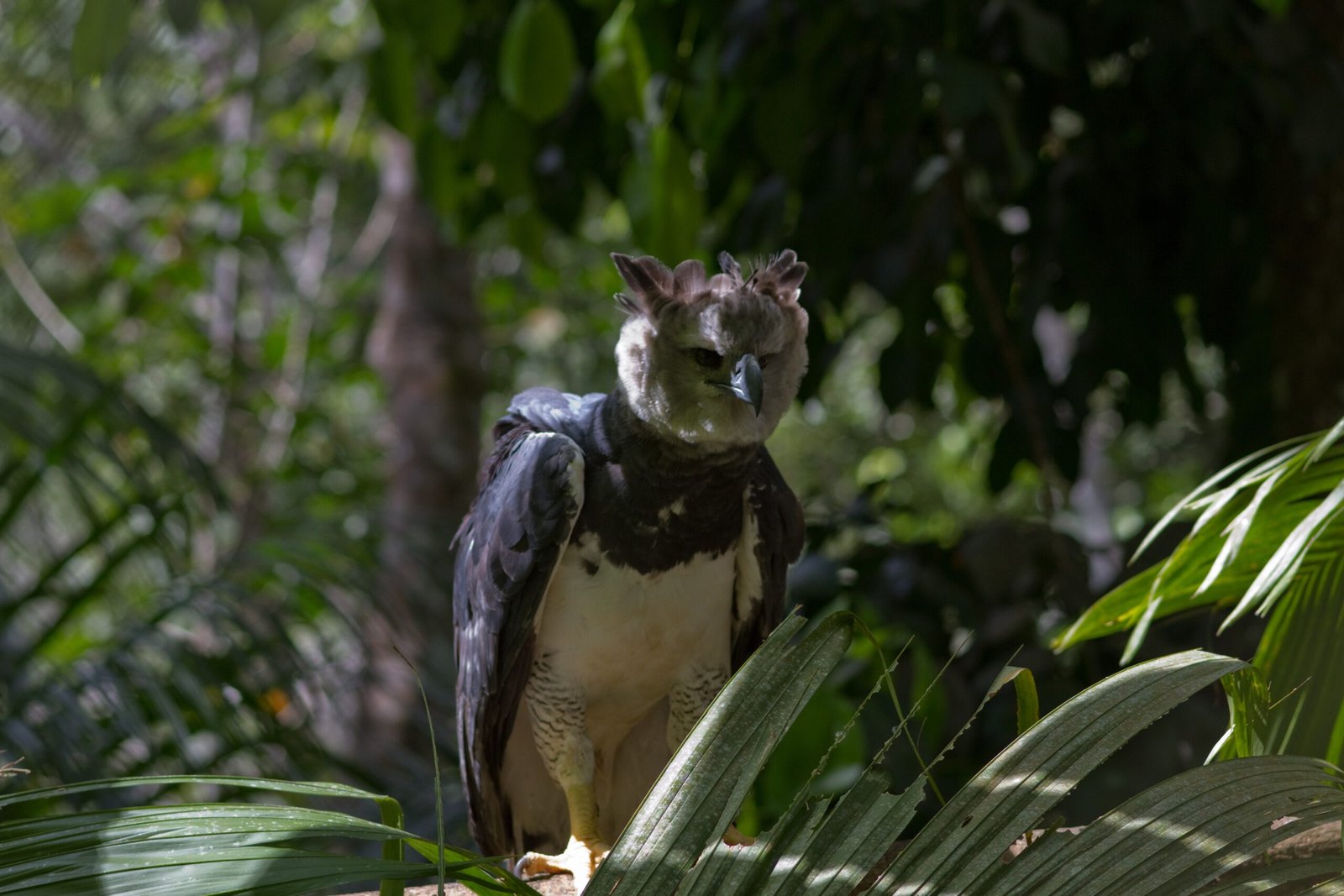 Harpy Eagle: The Forest's Ruler (image credits: wikimedia)