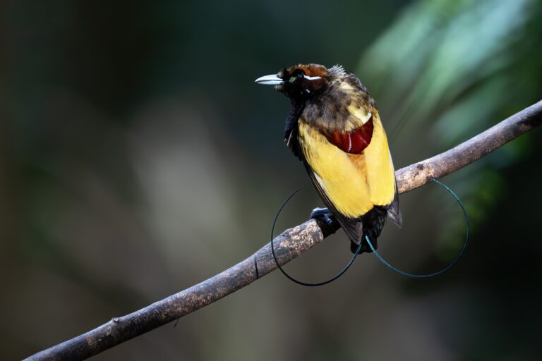 15 Most Beautiful Birds on Earth (Which Shouldn't Be Kept as Pets)