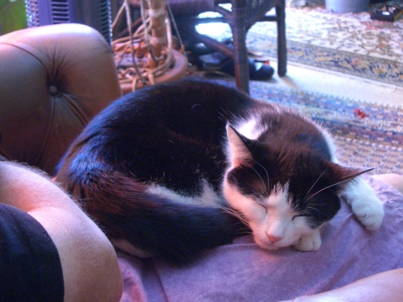8. The Lap Time Ritual (image credits: wikimedia)