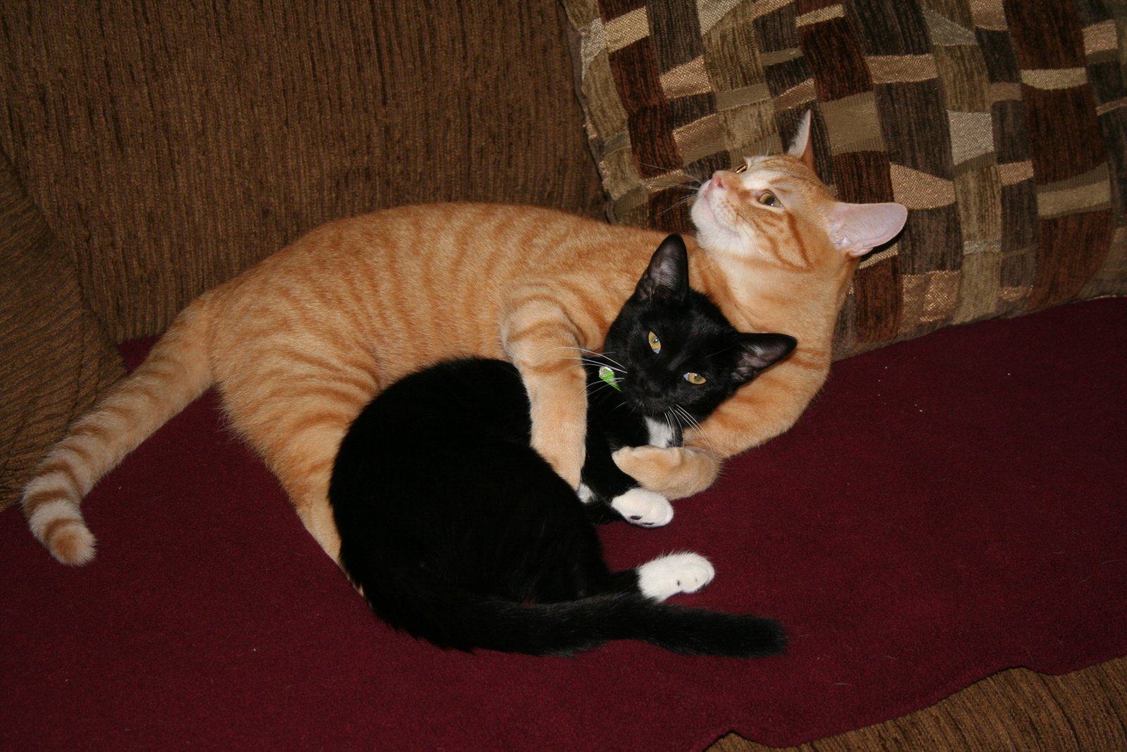 9. The Midnight Snuggles (image credits: wikimedia)