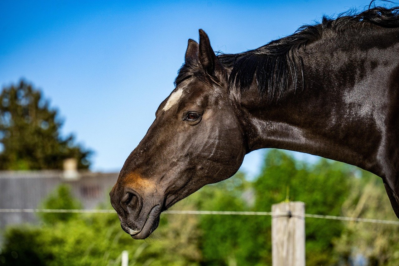1. The Playful Nicker (image credits: pixabay)