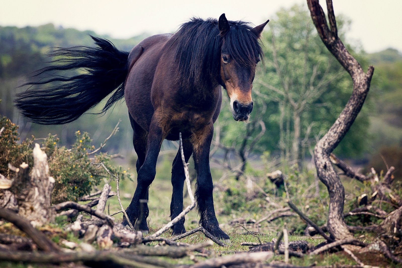 4. The Tail Swish (image credits: wikimedia)