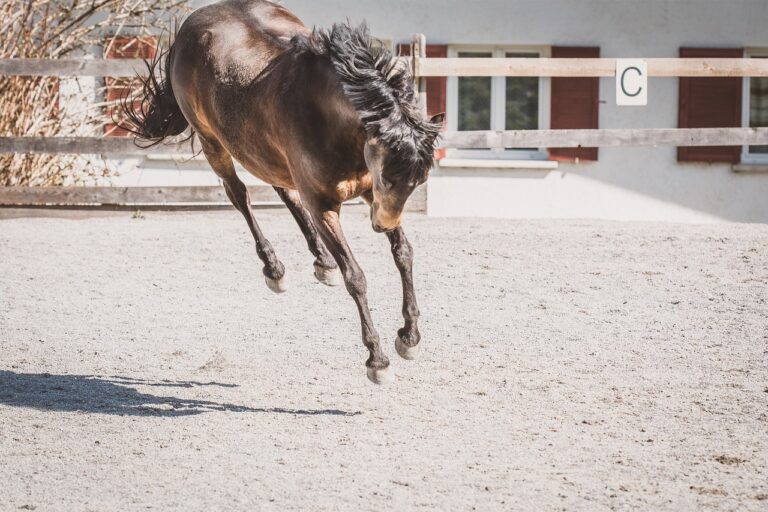 10 Quirks Horses Have That Reveal Their True Personality