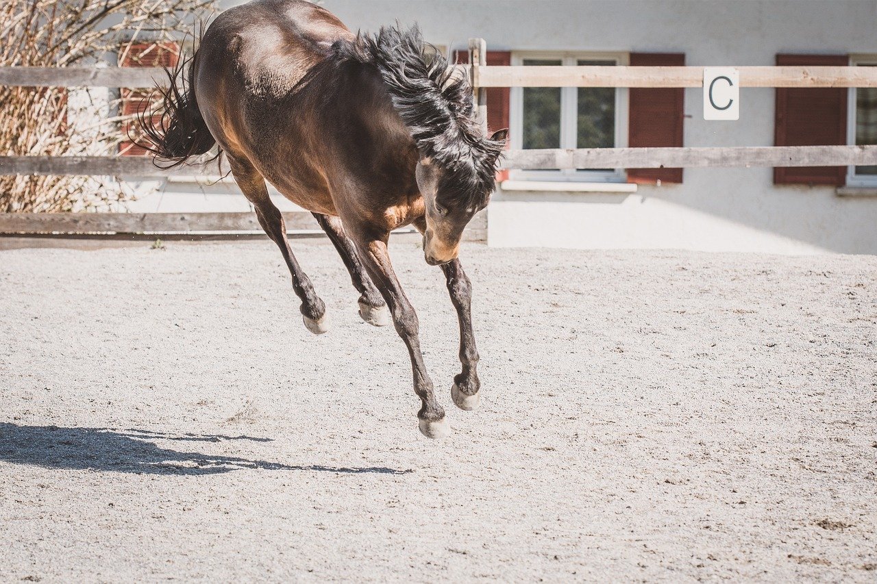 10 Quirks Horses Have That Reveal Their True Personality