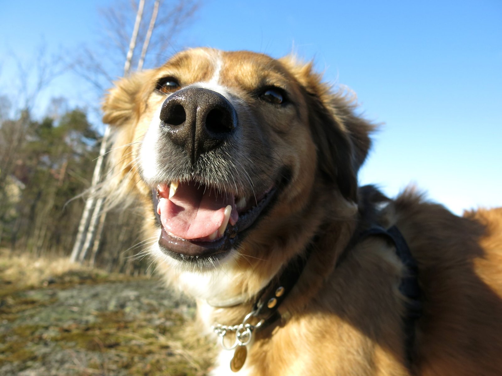 The Heartfelt Joy of Saving a Life (image credits: wikimedia)