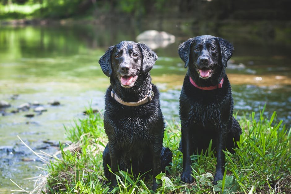 Labrador Retriever: The Affectionate Companion (image credits: pexels)