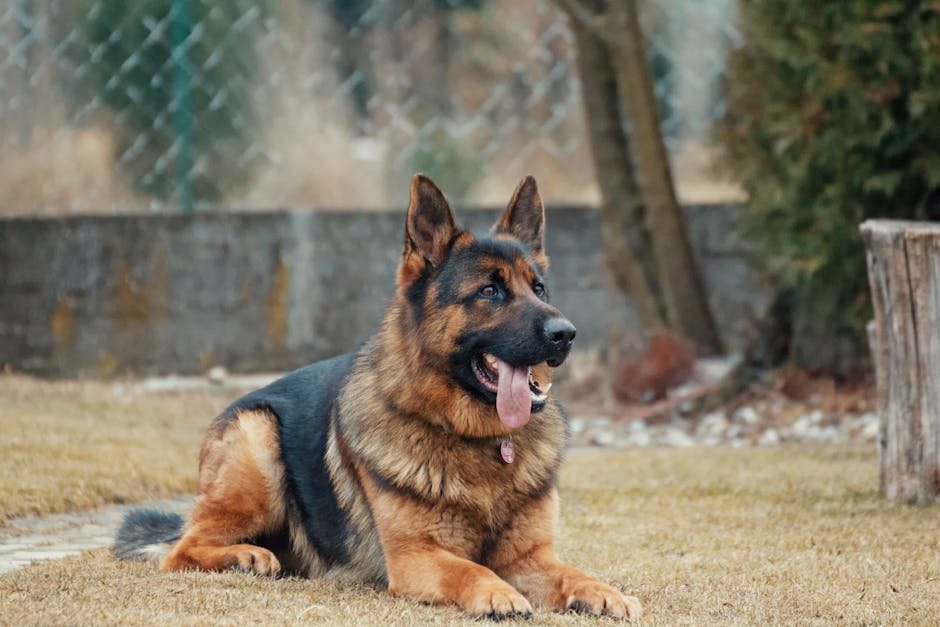 German Shepherd: The Loyal Protector (image credits: pexels)