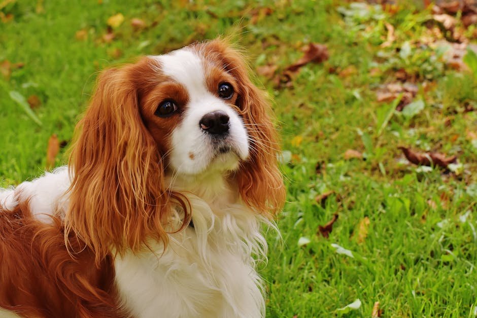 Cavalier King Charles Spaniel: The Loving Lap Dog (image credits: pexels)