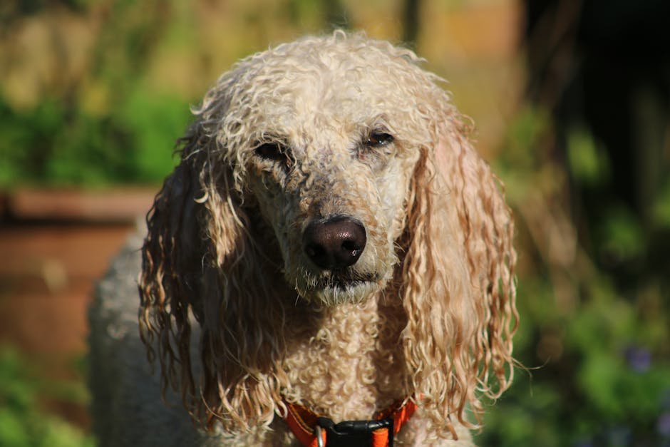 Poodle: The Intelligent Affection Seeker (image credits: pexels)