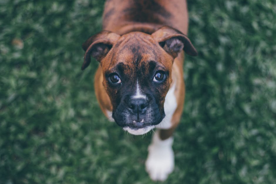 Boxer: The Energetic Devotee (image credits: pexels)