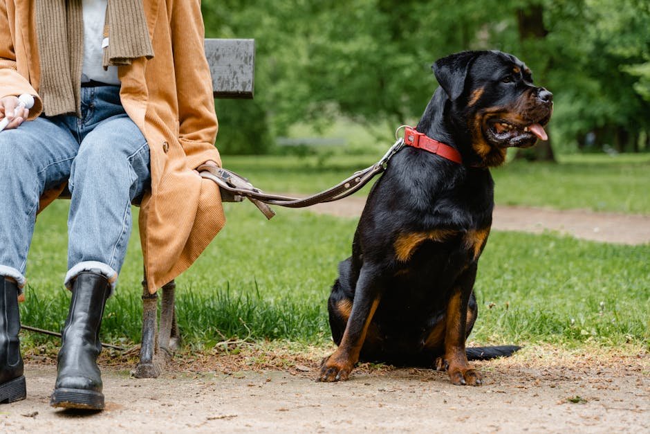 Rottweiler: The Devoted Guardian (image credits: pexels)