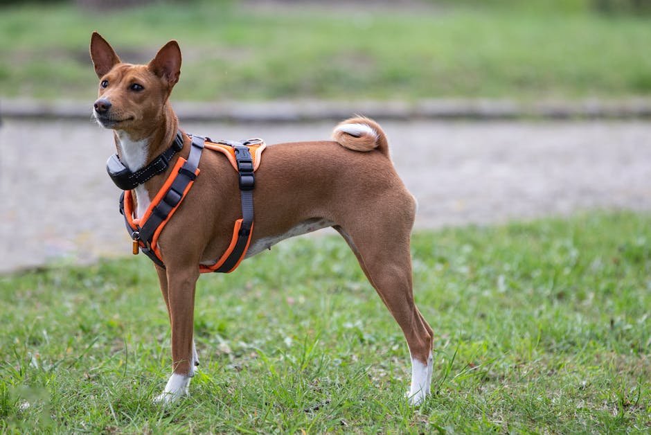 Basenji: The Independent Explorer (image credits: pexels)