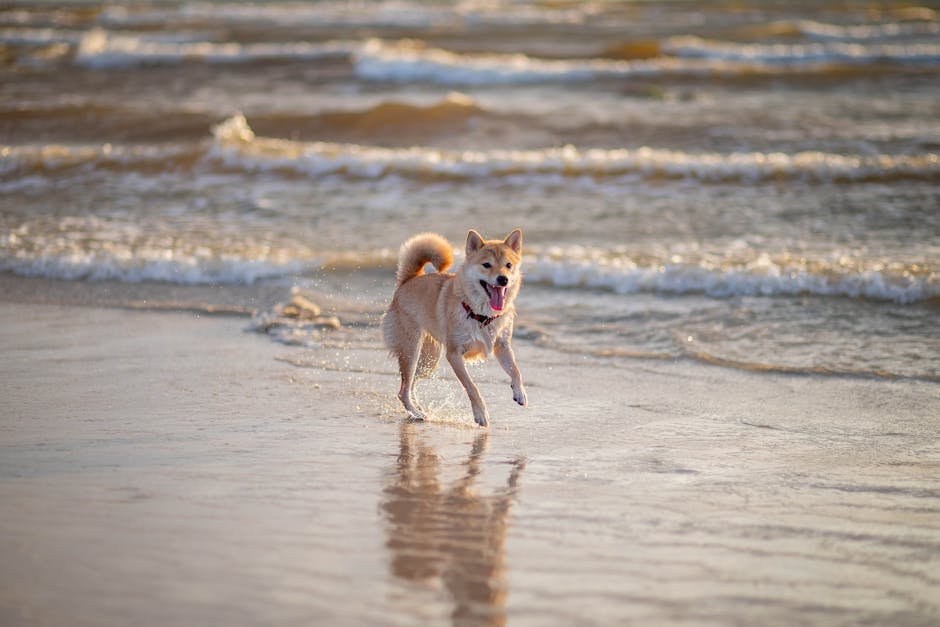 Shiba Inu: The Confident Adventurer