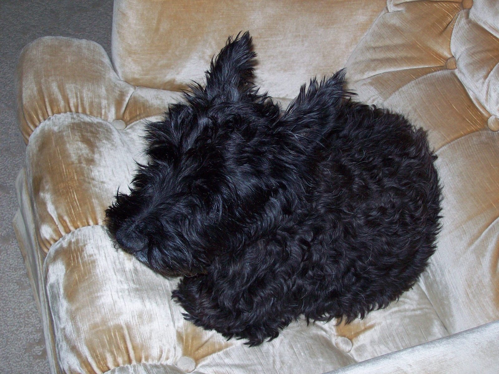 Scottish Terrier: The Independent Spirit (image credits: wikimedia)