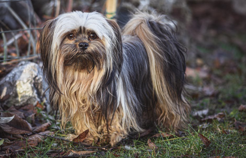 Lhasa Apso: The Independent Guardian (image credits: pexels)