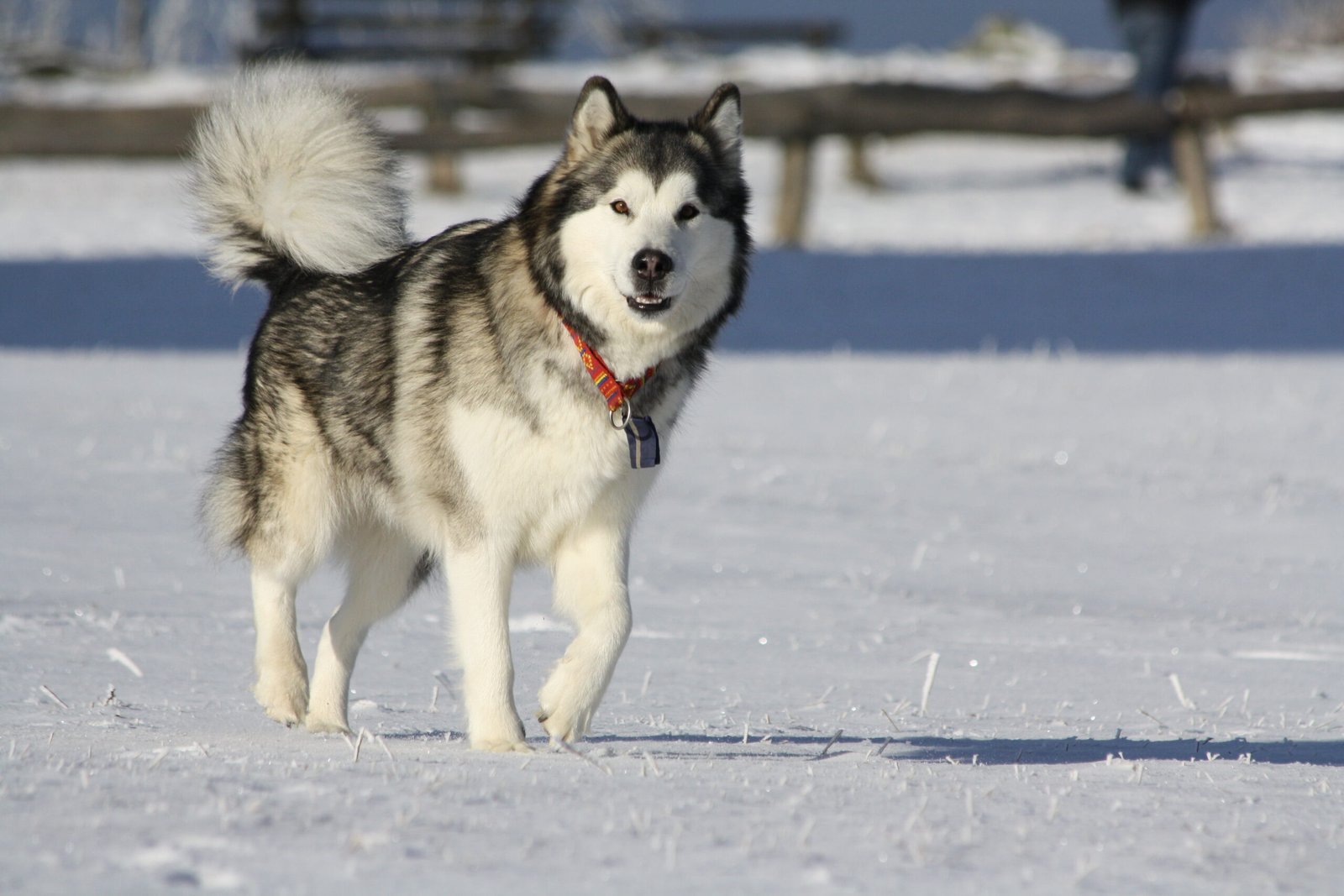 Alaskan Malamute: The Self-Reliant Explorer (image credits: wikimedia)