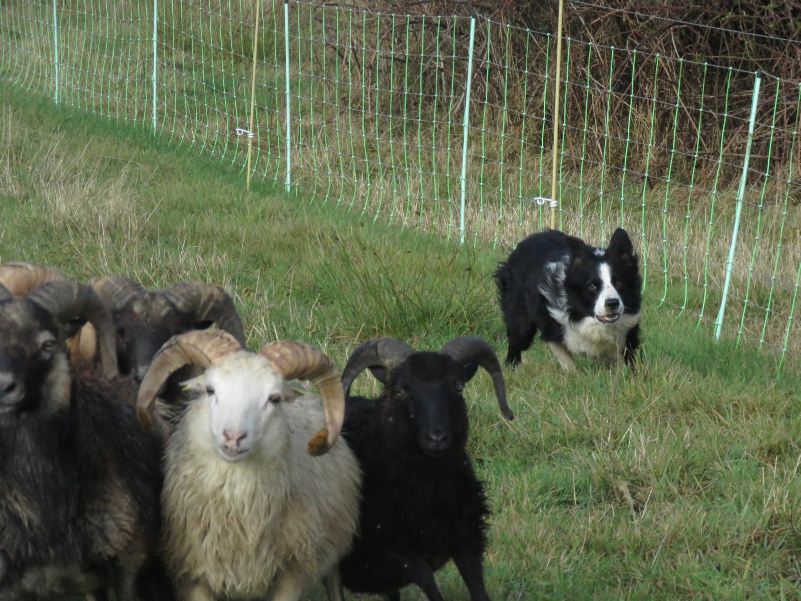 Incredible Work Ethic (image credits: wikimedia)