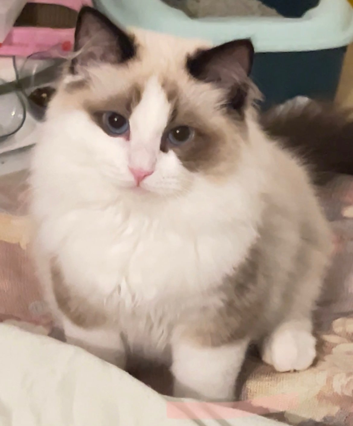 Loving and Patient with Children (image credits: wikimedia)