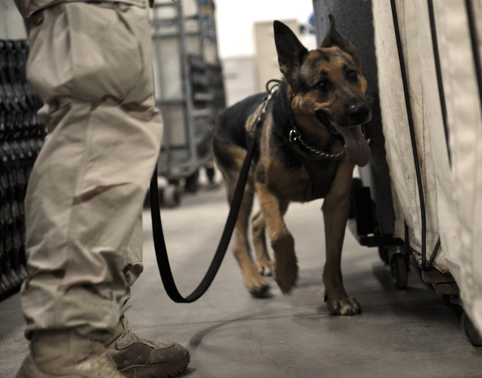 German Shepherd: The Versatile Worker (image credits: wikimedia)