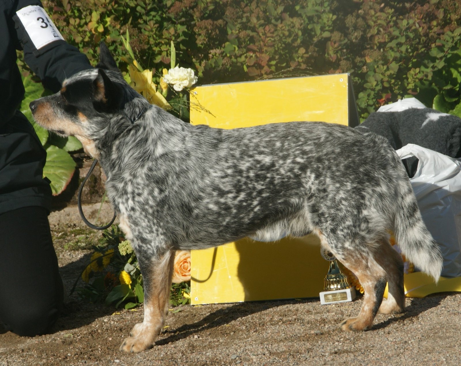 Australian Cattle Dog: The Agile Herder (image credits: wikimedia)