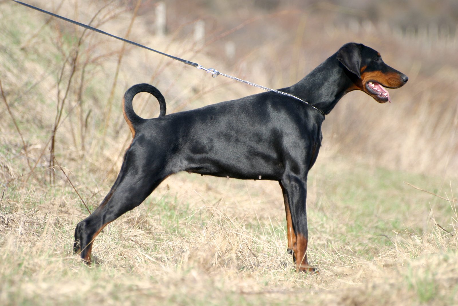 Doberman Pinscher: The Elegant Worker (image credits: wikimedia)