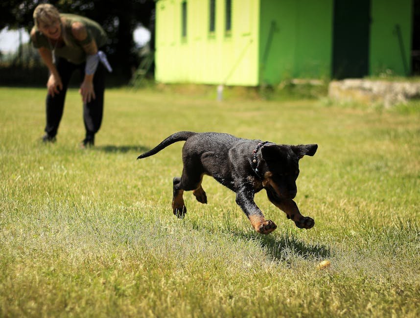 18. Inconsistent Training (image credits: pexels)
