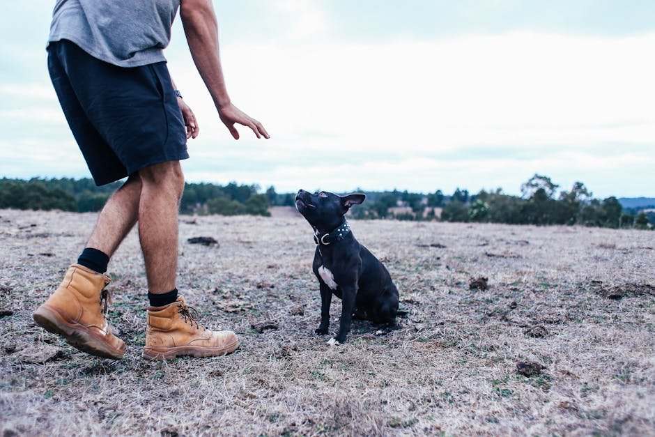 4. Training Sessions: Mental Stimulation and Growth (image credits: pexels)