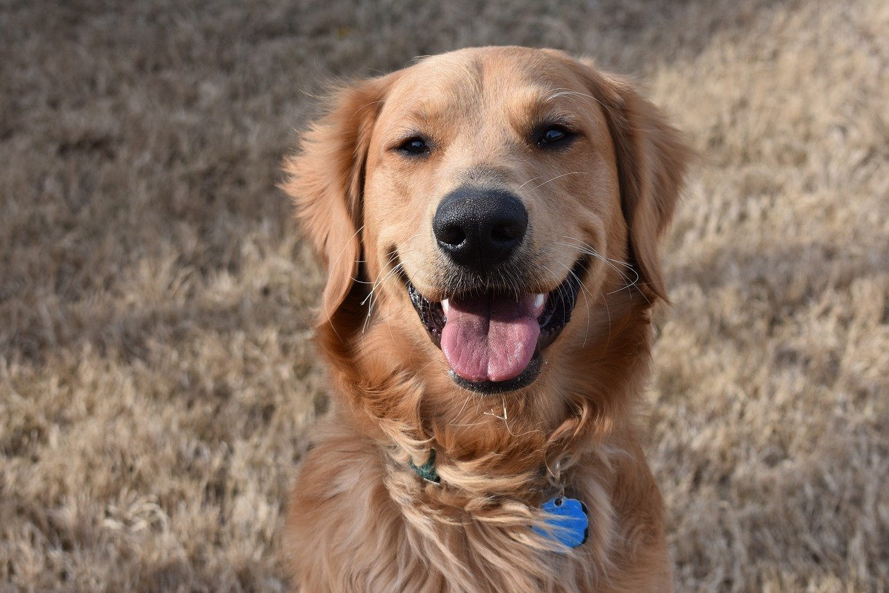 Golden Retrievers: The Empathetic Companions (image credits: pixabay)