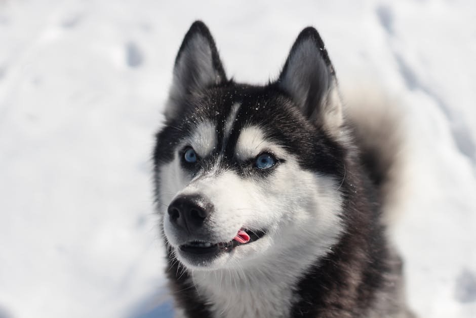 Siberian Huskies: The Adventurous Spirits (image credits: pexels)