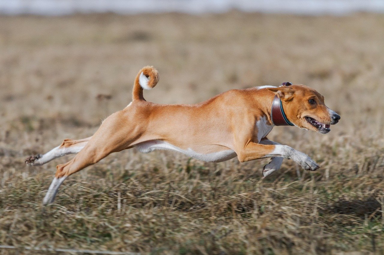 Basenjis: The Silent Enigmas (image credits: pixabay)