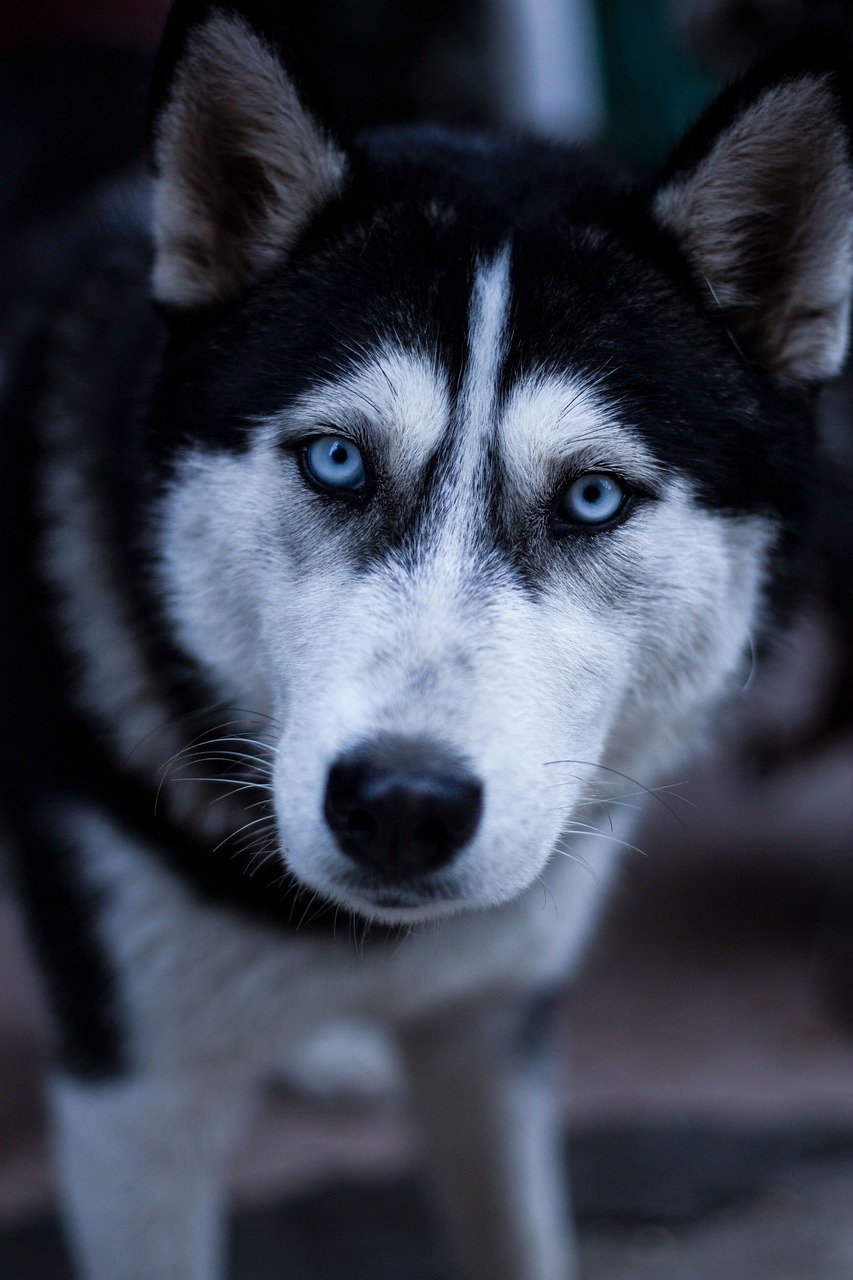 7. Eye Contact (image credits: pixabay)