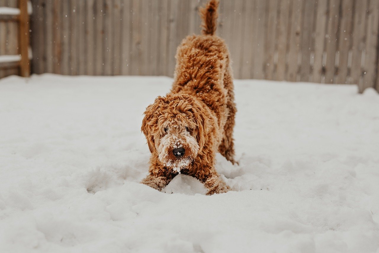 10. Wagging Tail (image credits: pixabay)