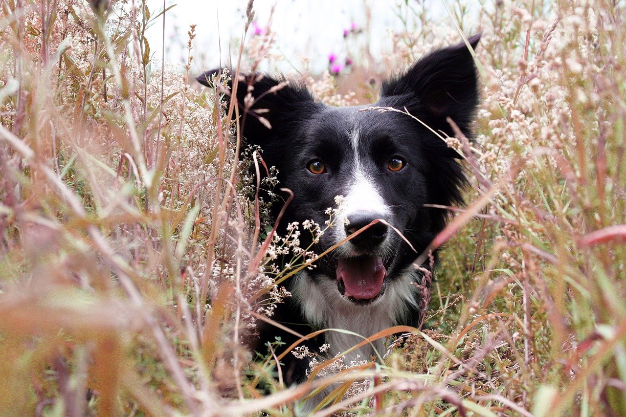 Border Collie: The Energetic Worker (image credits: pixabay)