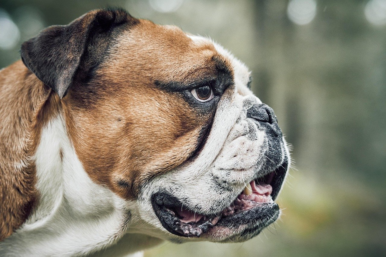 Bulldog: The Gentle Giant (image credits: pixabay)