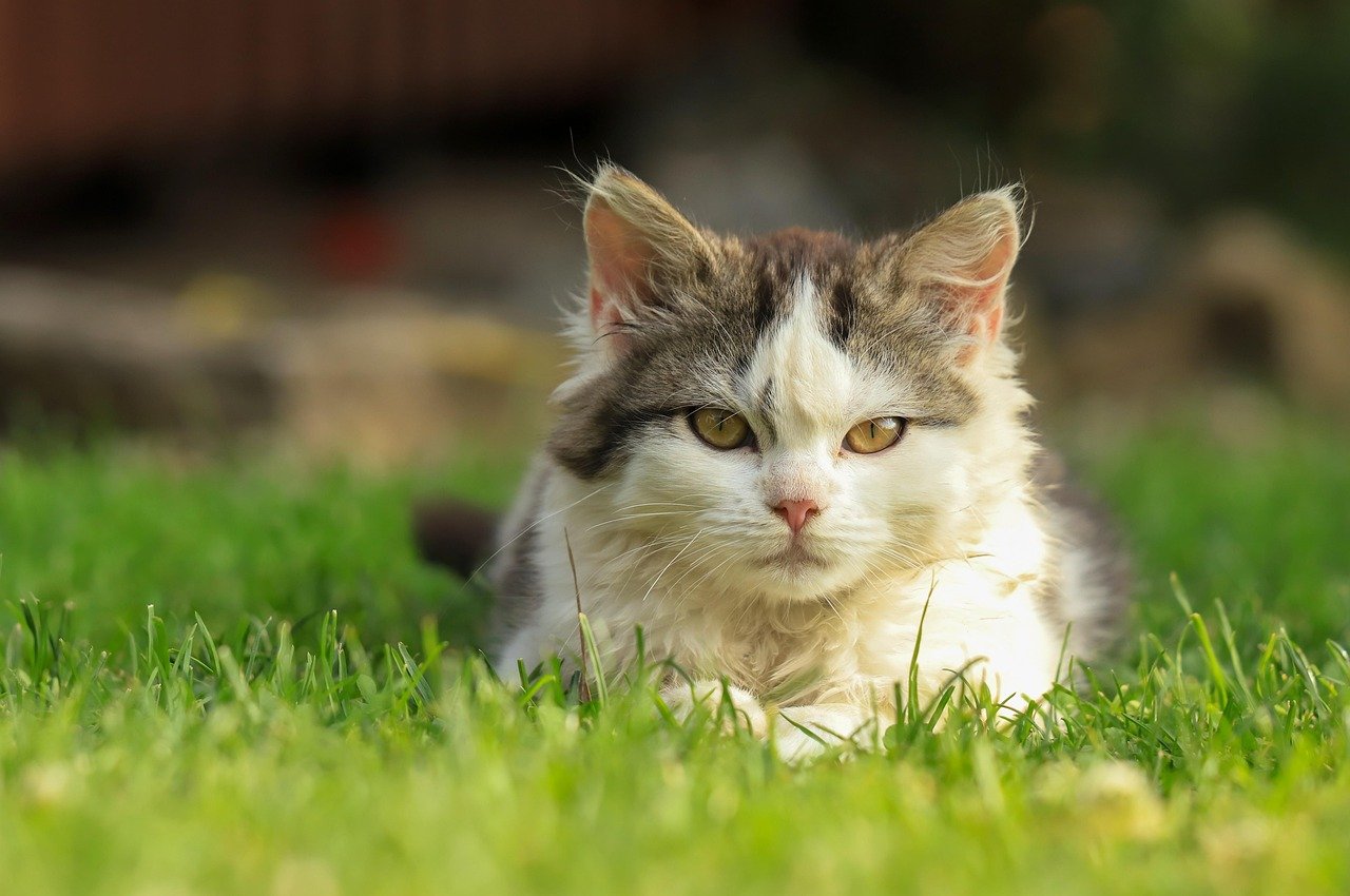 Why Cats Seem Independent (image credits: pixabay)