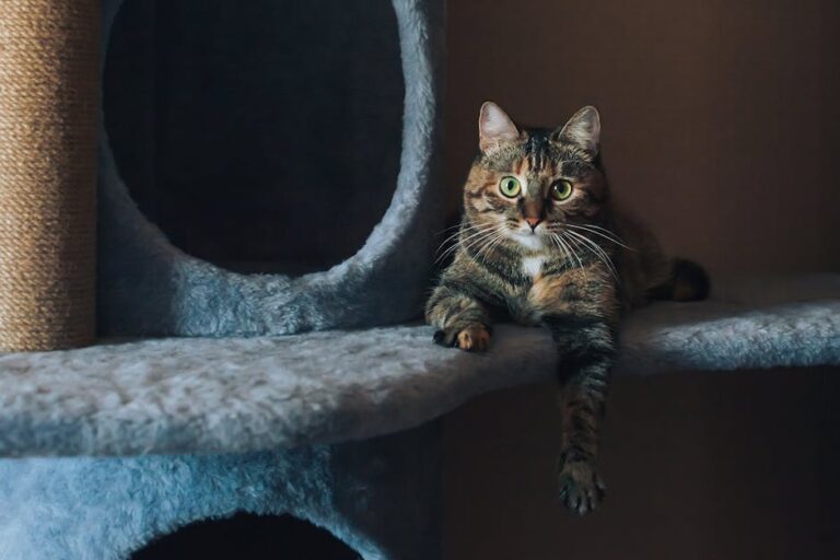 Are Cats Too Independent, or Do They Just Love Differently?