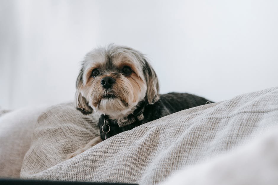 4. The Attention Seeker (image credits: pexels)