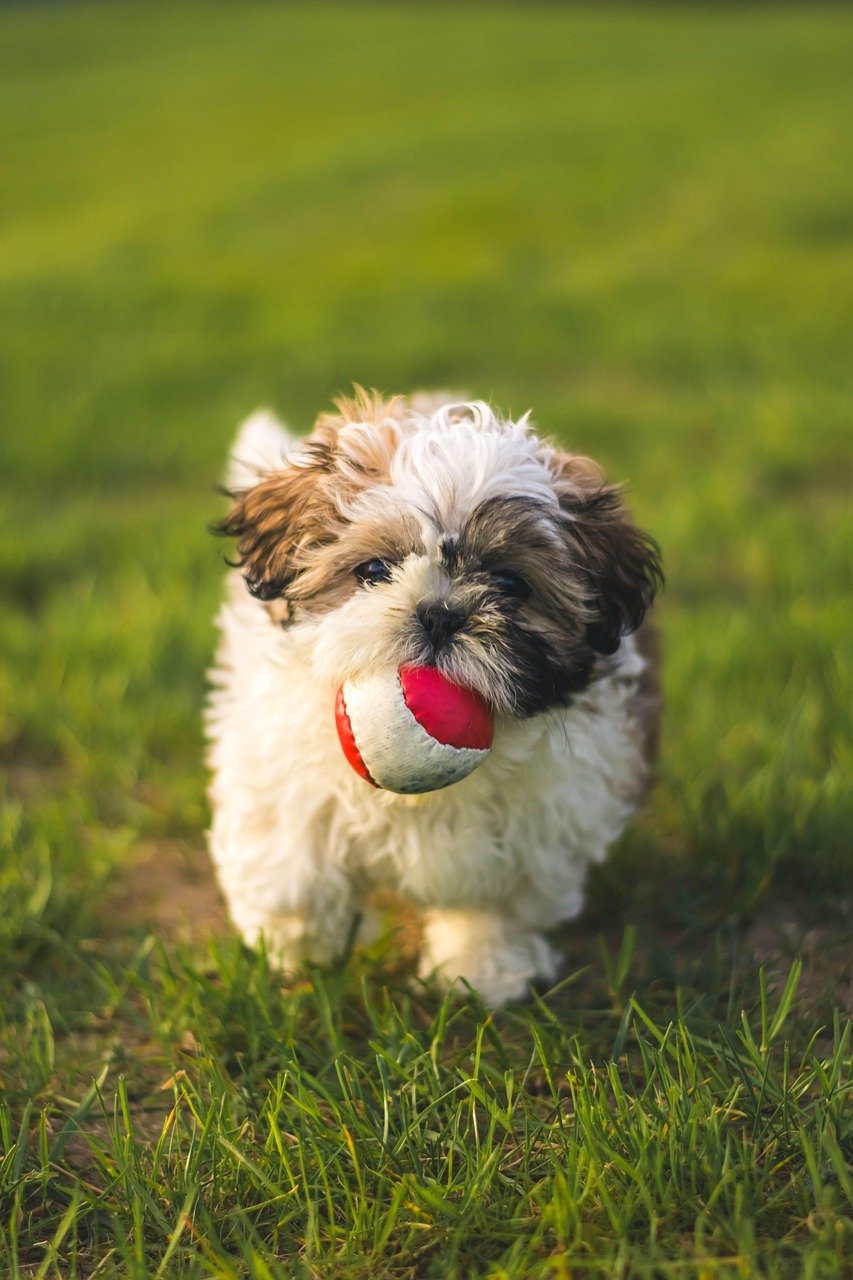 5. The Happy Tail Wagger (image credits: pixabay)