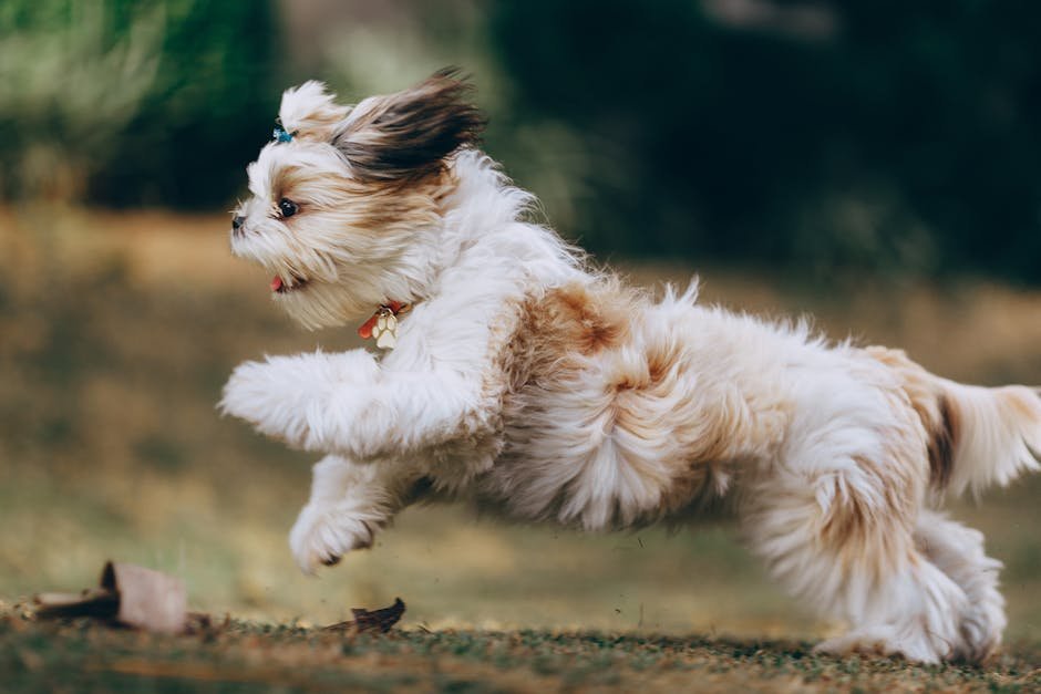 8. The Playful Partner (image credits: pexels)