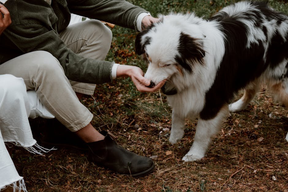 2. Loyalty and Strong Bonds (image credits: pexels)
