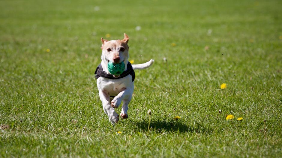 2. The Energetic Jack Russell Terrier (image credits: pexels)