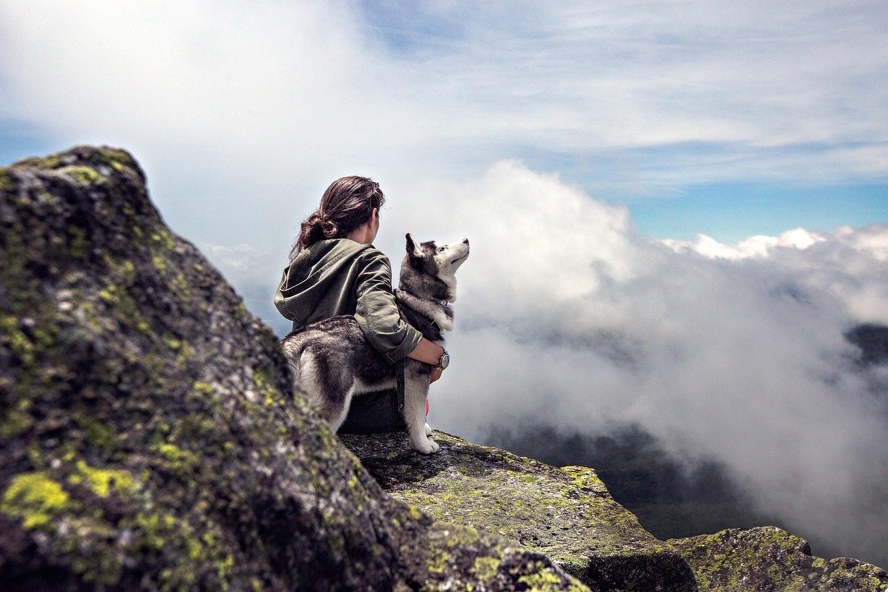 6. The Adventurous Siberian Husky (image credits: pixabay)