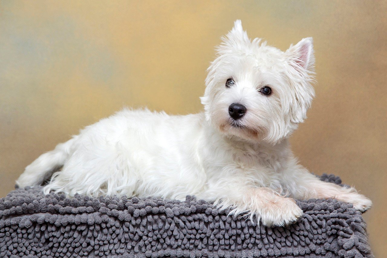 3. West Highland White Terrier (image credits: pixabay)