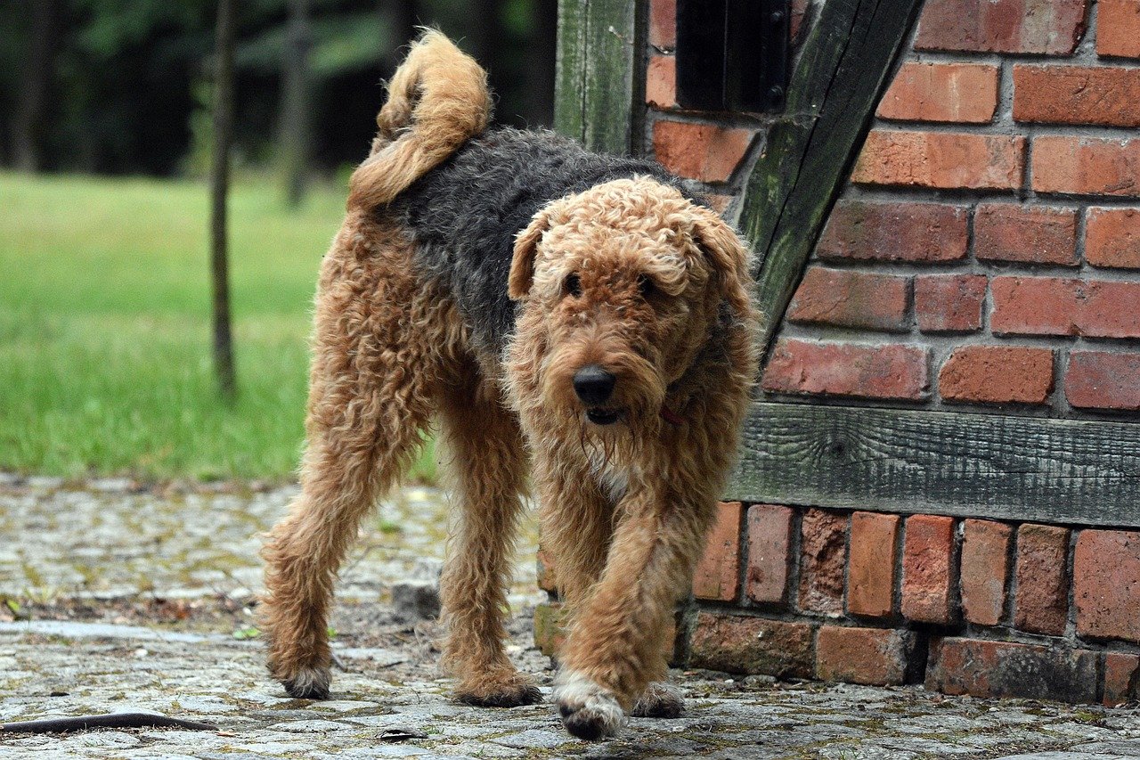7. Airedale Terrier (image credits: pixabay)