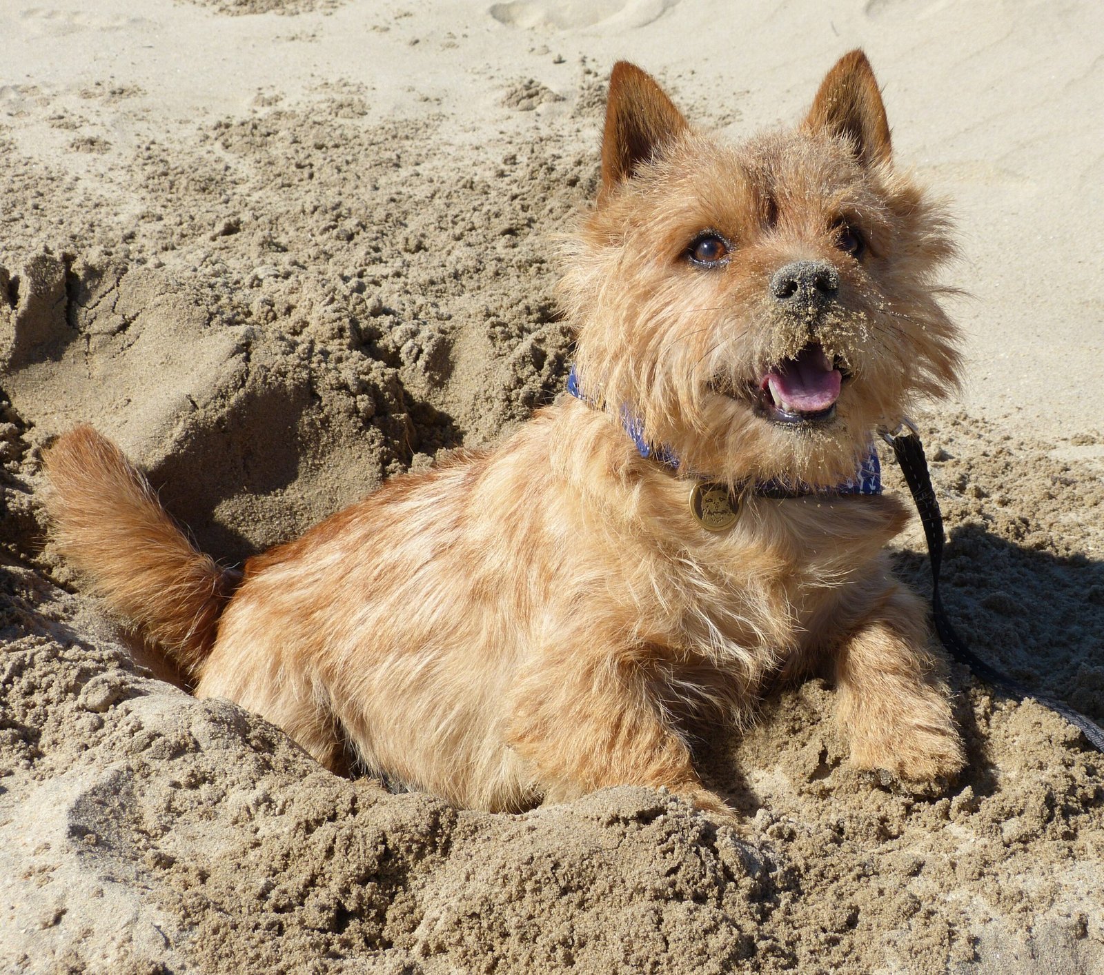 8. Norwich Terrier (image credits: wikimedia)