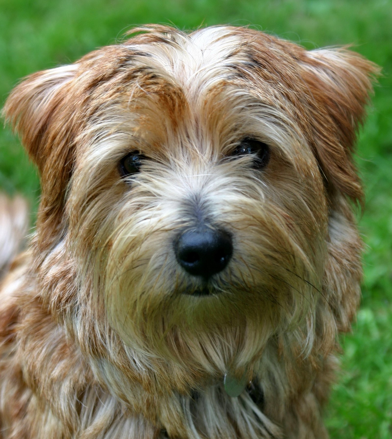 9. Norfolk Terrier (image credits: wikimedia)