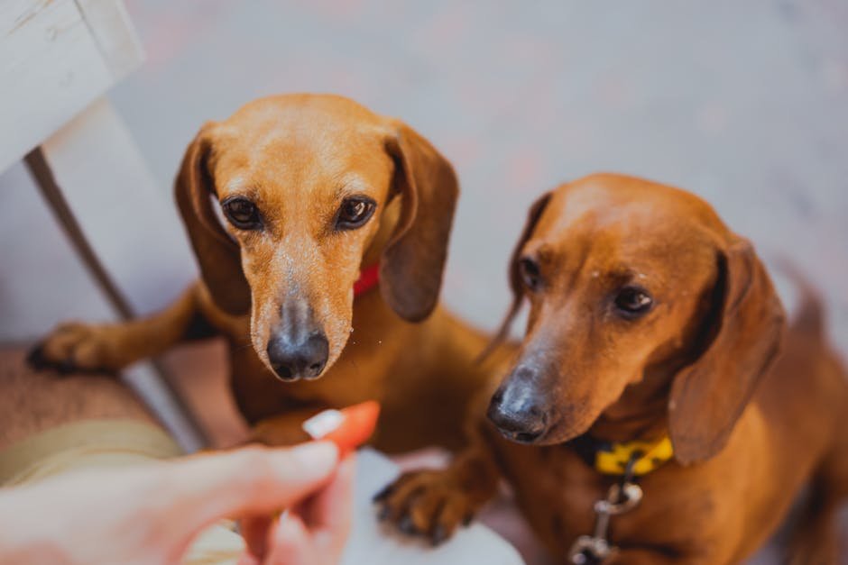 14. The Curious Dachshund (image credits: pexels)