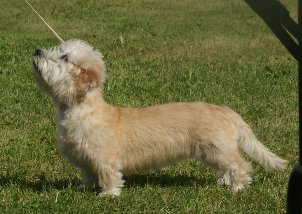 11. Dandie Dinmont Terrier (image credits: wikimedia)