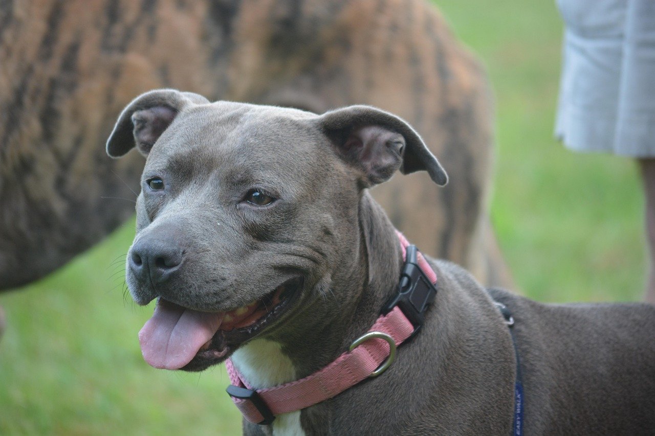 13. Staffordshire Bull Terrier (image credits: pixabay)